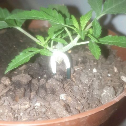 AutoBlueDream LST growlog timeline photo