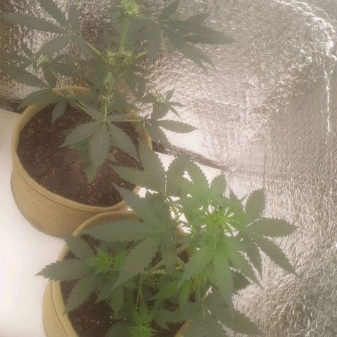 Auto-Bluedream growlog timeline photo