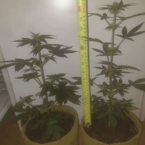 Auto-Bluedream growlog timeline photo