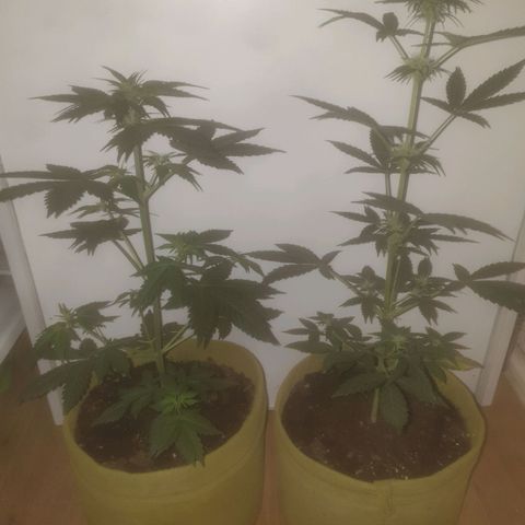 Auto-Bluedream growlog timeline photo