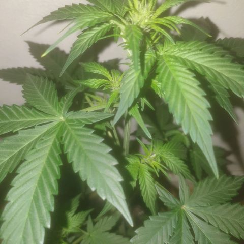Auto-Bluedream growlog timeline photo