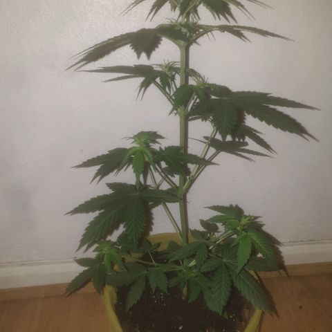 Auto-Bluedream growlog timeline photo
