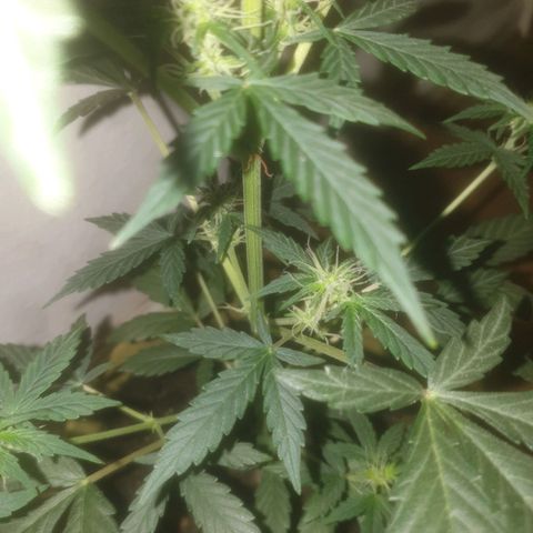 Auto-Bluedream growlog timeline photo