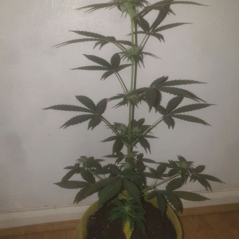 Auto-Bluedream growlog timeline photo