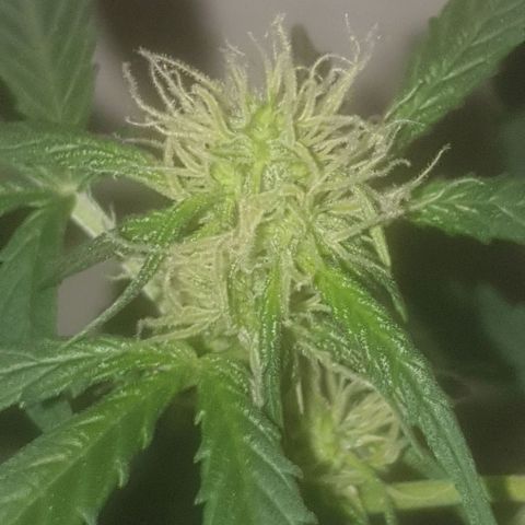 Auto-Bluedream growlog timeline photo