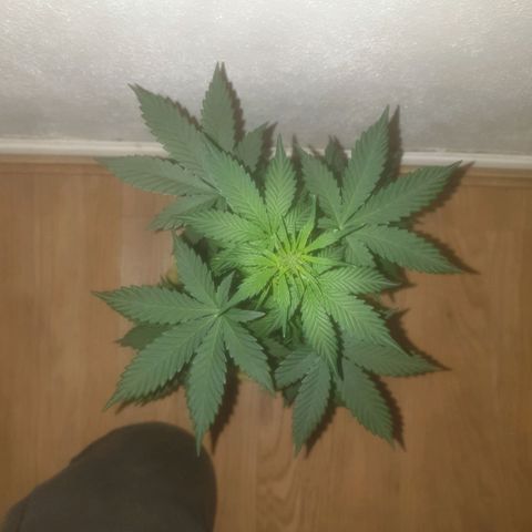 Auto-Bluedream growlog timeline photo