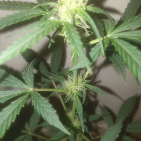 Auto-Bluedream growlog timeline photo