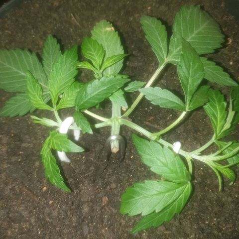 AutoBlueDream LST growlog timeline photo