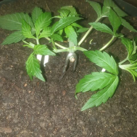 AutoBlueDream LST growlog timeline photo