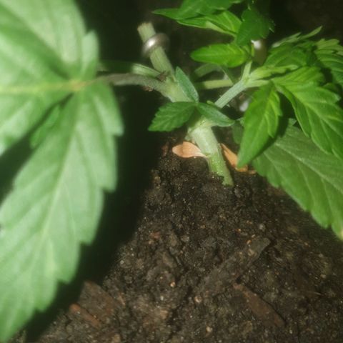 AutoBlueDream LST growlog timeline photo