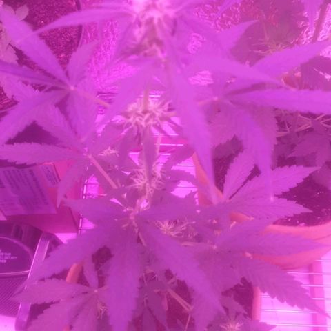 Auto-Bluedream growlog timeline photo