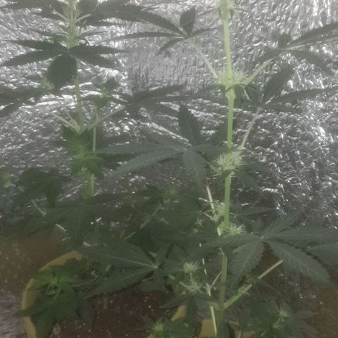 Auto-Bluedream growlog timeline photo