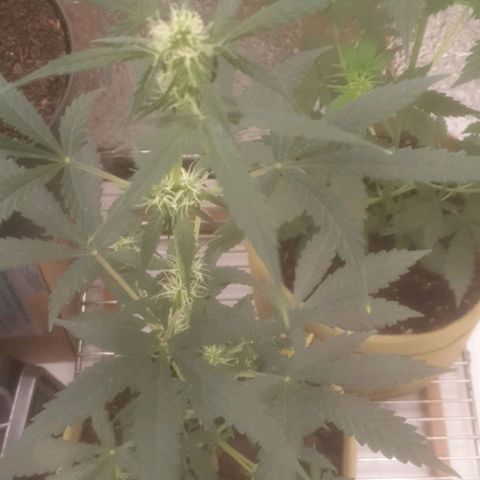 Auto-Bluedream growlog timeline photo