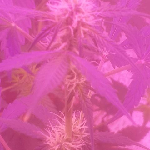 Auto-Bluedream growlog timeline photo