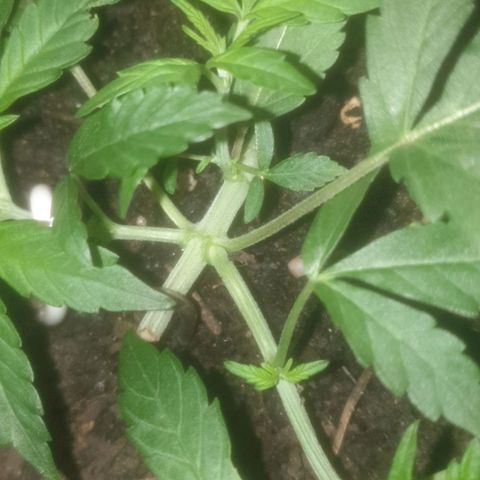 AutoBlueDream LST growlog timeline photo