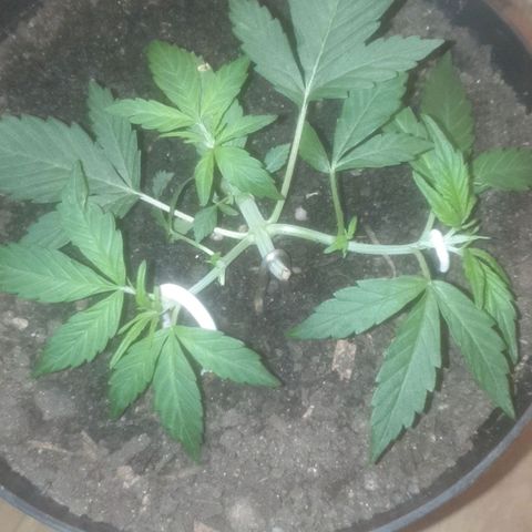 AutoBlueDream LST growlog timeline photo