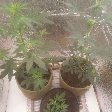 Auto-Bluedream growlog timeline photo