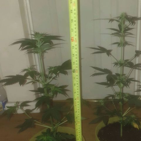 Auto-Bluedream growlog timeline photo