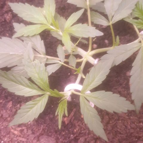 AutoBlueDream LST growlog timeline photo