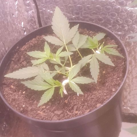 AutoBlueDream LST growlog timeline photo