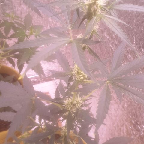 Auto-Bluedream growlog timeline photo