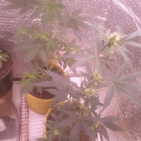 Auto-Bluedream growlog timeline photo