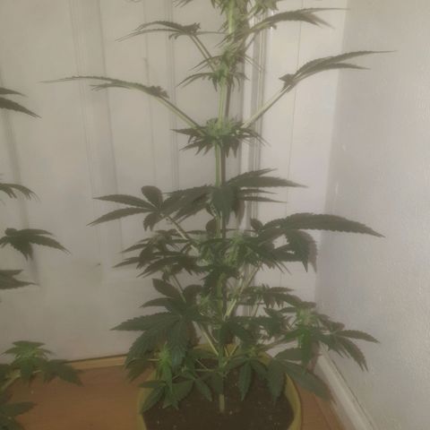 Auto-Bluedream growlog timeline photo