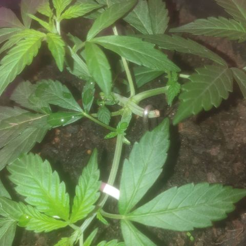 AutoBlueDream LST growlog timeline photo