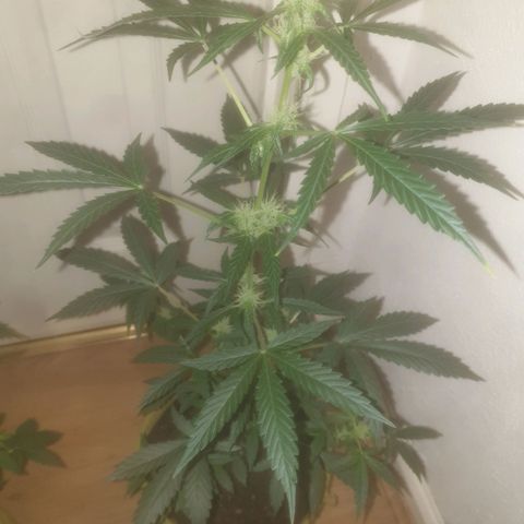 Auto-Bluedream growlog timeline photo