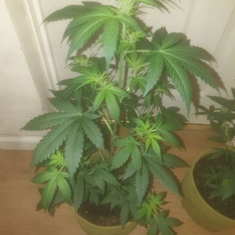 Auto-Bluedream growlog timeline photo
