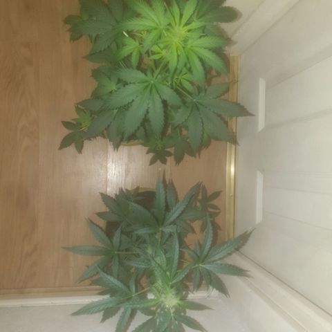 Auto-Bluedream growlog timeline photo