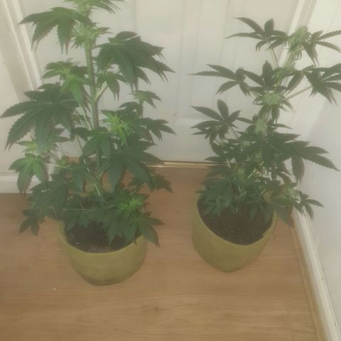 Auto-Bluedream growlog timeline photo