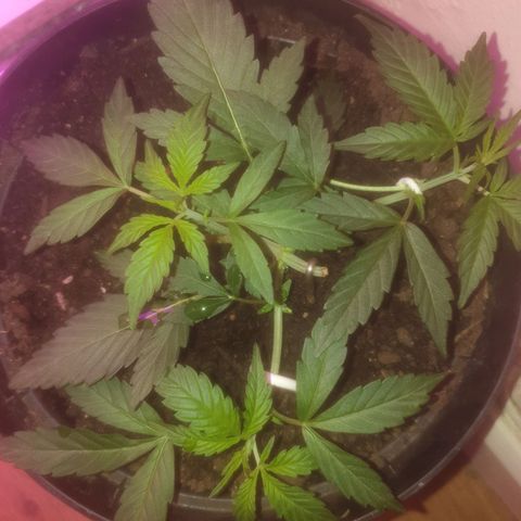 AutoBlueDream LST growlog timeline photo