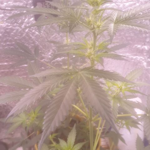 Auto-Bluedream growlog timeline photo