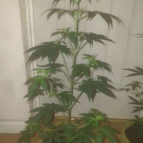 Auto-Bluedream growlog timeline photo