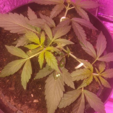 AutoBlueDream LST growlog timeline photo