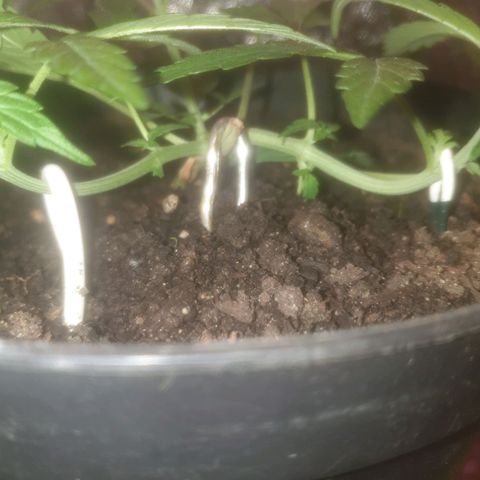 AutoBlueDream LST growlog timeline photo