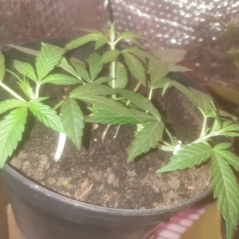AutoBlueDream LST growlog timeline photo