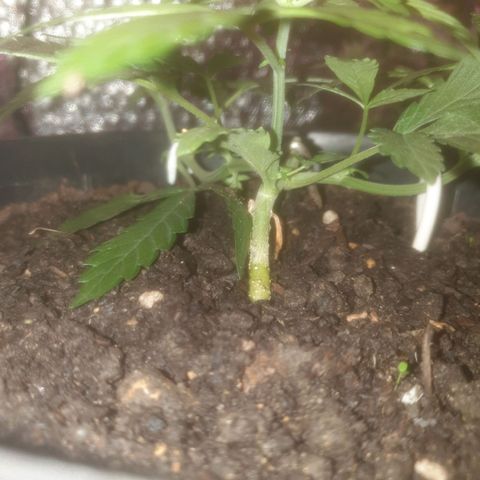 AutoBlueDream LST growlog timeline photo