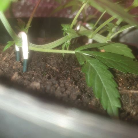 AutoBlueDream LST growlog timeline photo