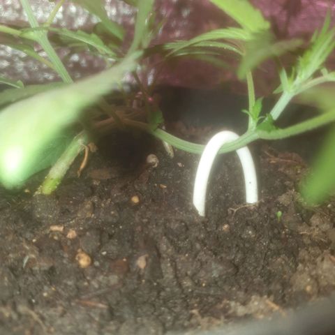 AutoBlueDream LST growlog timeline photo