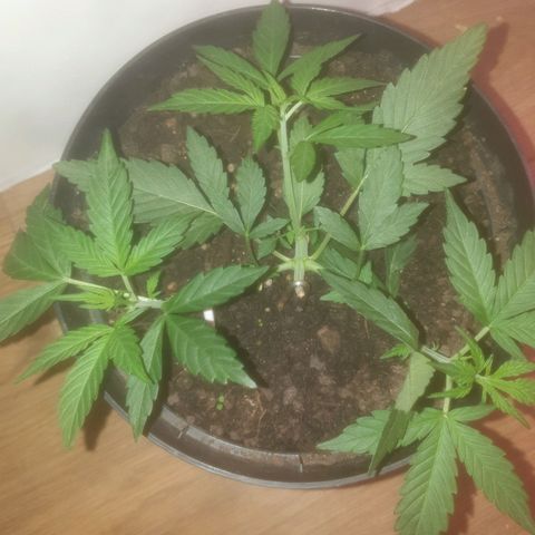 AutoBlueDream LST growlog timeline photo