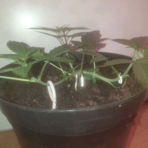 AutoBlueDream LST growlog timeline photo