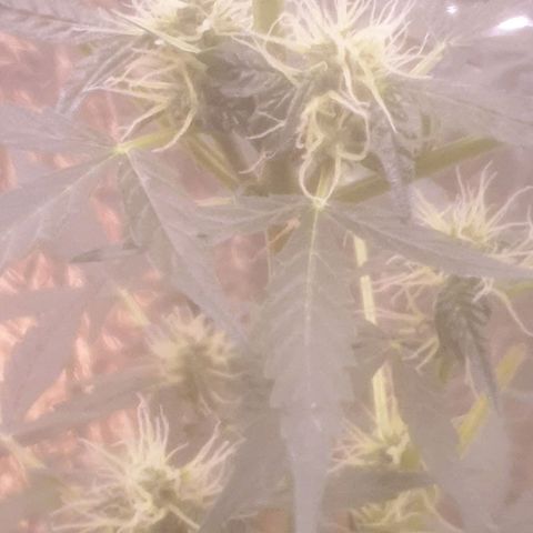 Auto-Bluedream growlog timeline photo