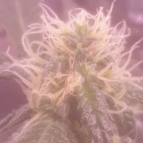 Auto-Bluedream growlog timeline photo