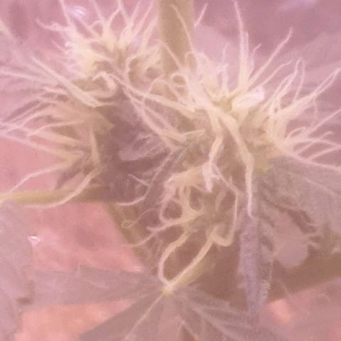 Auto-Bluedream growlog timeline photo