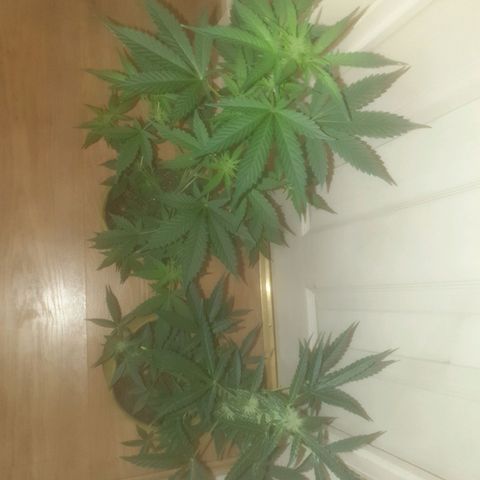 Auto-Bluedream growlog timeline photo