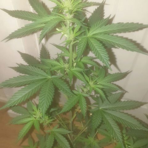 Auto-Bluedream growlog timeline photo