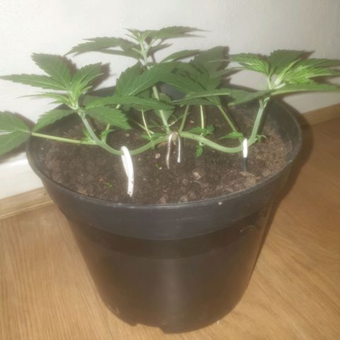 AutoBlueDream LST growlog timeline photo