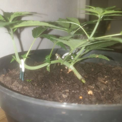 AutoBlueDream LST growlog timeline photo
